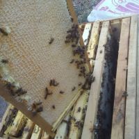 فروش ژل رویال از بهترین زنبورداری تهران