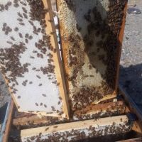 فروش عسل طبیعی و تغذیه