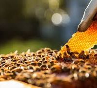 فروش عسل طبیعی و تغذیه رویال